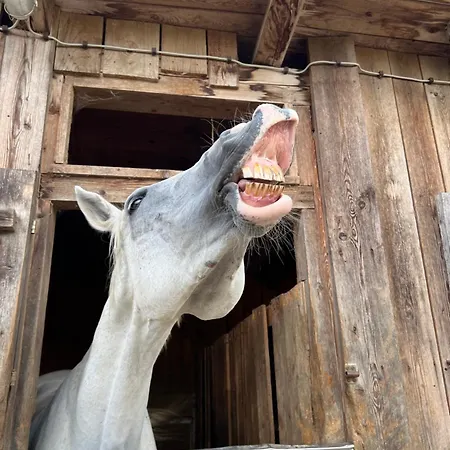 Alice - Adults Only Bled