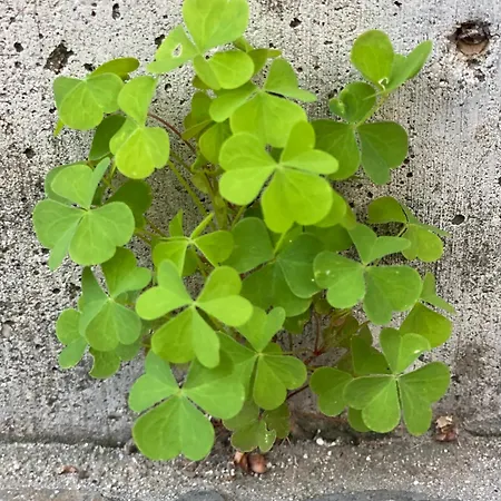 Alice - Adults Only Bled