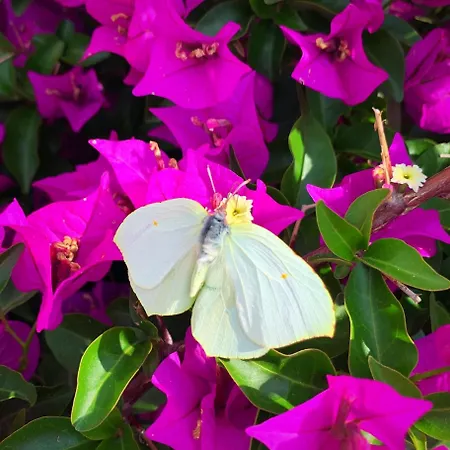 Alice - Adults Only 4* Bled