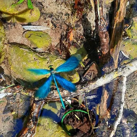 Alice - Adults Only Guest house 4*