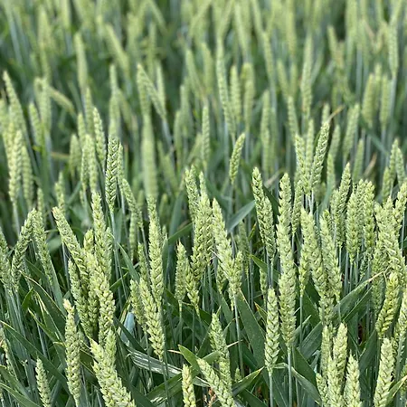 Alice - Adults Only Affittacamere 4*