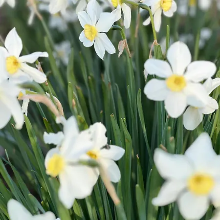 Alice - Adults Only Affittacamere Bled