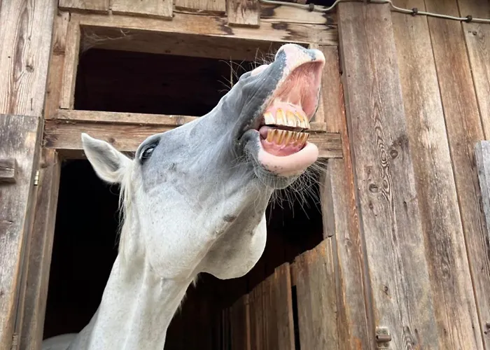 Alice - Adults Only 布莱德