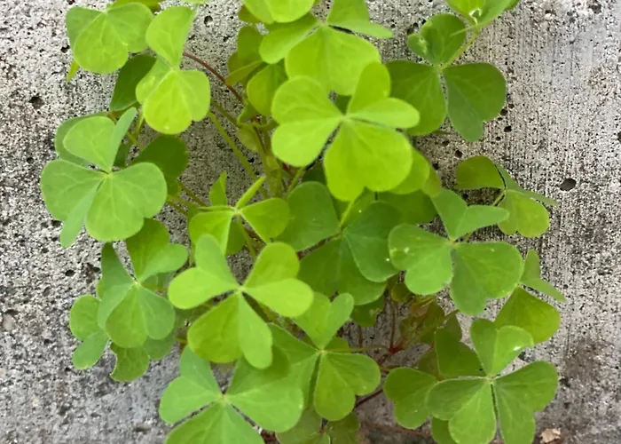 Alice - Adults Only Bled