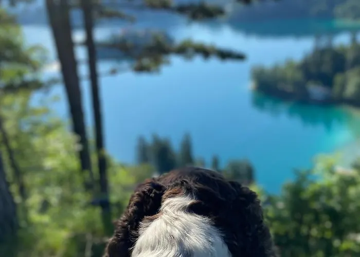 招待所 Alice - Adults Only 4*