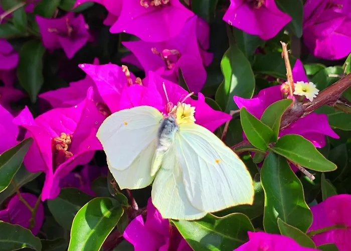 Alice - Adults Only 4* Bled