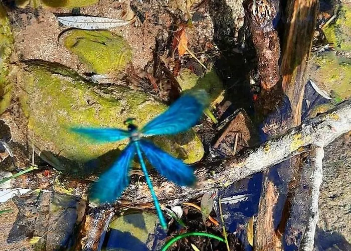 Alice - Adults Only 招待所 4*