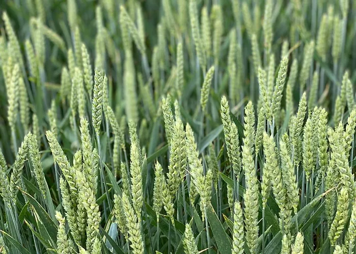 Alice - Adults Only 招待所 4*