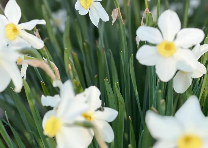 Alice - Adults Only בית הארחה בלד